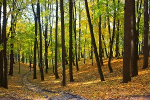Справочник - 1 - Луганское лесоохотничье хозяйство