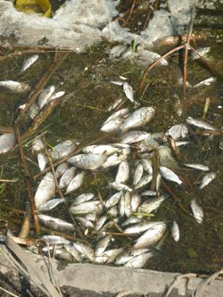 В водоемах Алчевска снова массово гибнет рыба. Фото: nedelya.net.ua