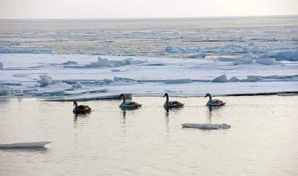 В море плавают лебеди.
Фото- vk.com