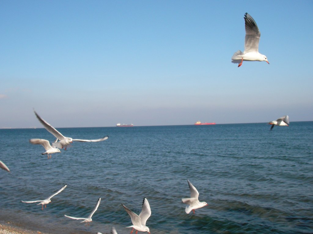 Самое теплое море сегодня в Керчи, самое прохладное - в Одессе.
Фото автора