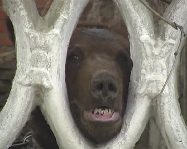  Молодой медведь напал на 53-летнюю женщину. Фото УМВД в Луганской области