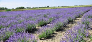 Новая локация: в Одесской области цветет лавандовое поле