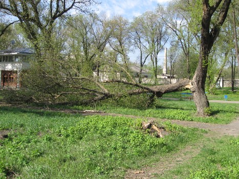 Дерево могло упасть на кого-то из прохожих.  Фото: lugansk.comments.ua