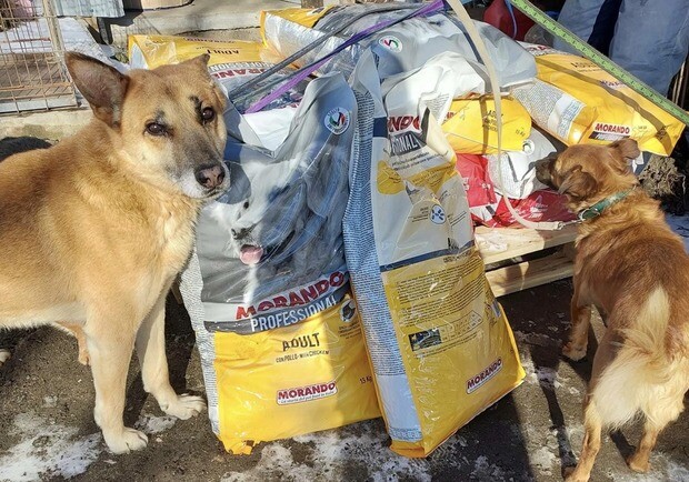 «Ф-підтримка» працює: як українці нагодували 4 тисячі безпритульних тварин - фото