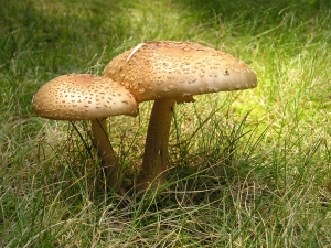 Чтобы не стать жертвой "тихо" охоты, лучше отказаться от дикорастущих грибов вообще. Фото: www.sxc.hu