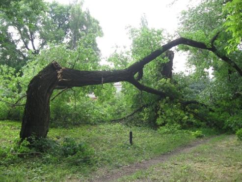 Дерево, упавшее на пешеходную дорожку в Александровске. Фото: lugansk.comments.ua