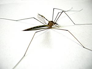 Малярийным комарам на Луганщине стало комфортнее. Фото: www.sxc.hu