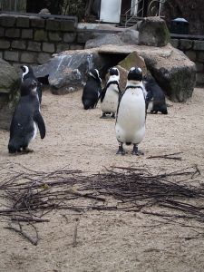 Пингвинам то хорошо, а обезьянки мерзнут суровой луганской зимой. Фото: sxc.hu.