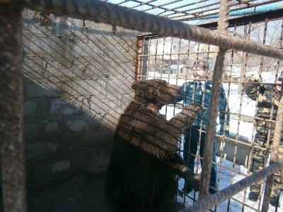 Новость - События - Как луганского медведя забирали от жестокого хозяина-бизнесмена