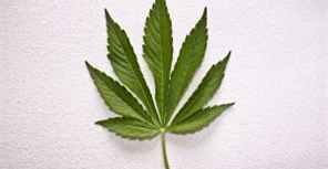 Правоохранители изъяли 500 грамм марихуаны. Фото: sxc.hu