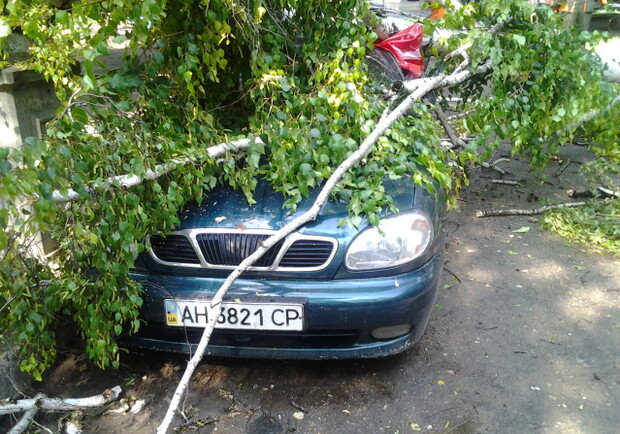 В Луганске старое дерево раздавило машину. Фото: eastkorr.net