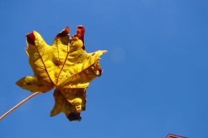 Желтый фон из листьев павших - ярче сказки. Фото: sxc.hu