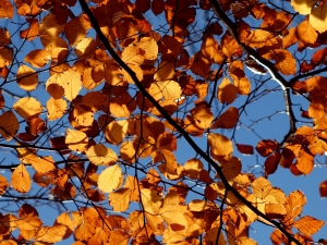 Осень напоминает, что она осень. Фото: sxc.hu