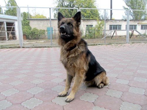 Новость - События - На Луганщине собака "Мульт" поймала  банду вандалов