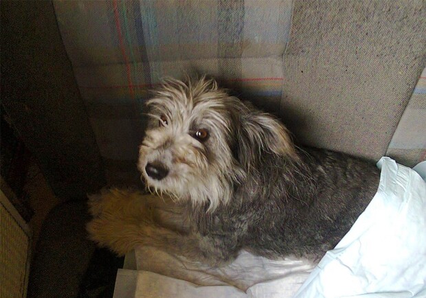Новость - События - Собаку, которую заживо похоронили в Луганской области, спасают в киевской клинике