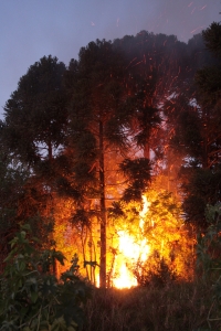 На майские праздники в Луганской области произошло 108 пожаров. Фото: sxc.hu