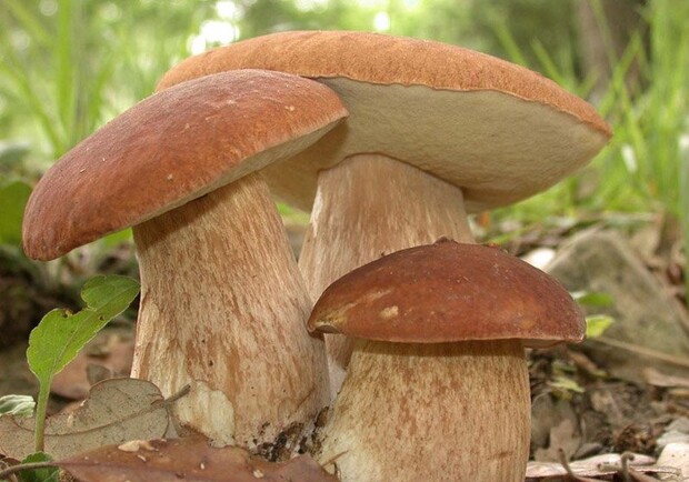 Собираем грибы пока за вас это не сделали другие! Фото: livemaster.ru