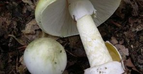 Луганчане продолжают травиться грибами. Фото: wikimedia.org