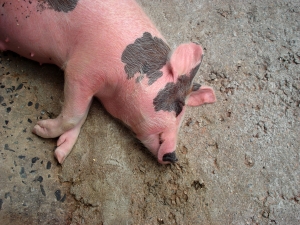 В Луганской области из-за чумы уничтожат поголовье свиней. Фото: sxc.hu