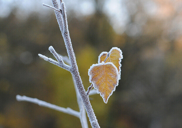 Наступила зима.
Фото: images.yandex.ua