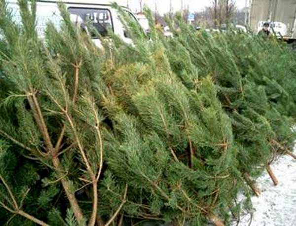 Скоро в Луганске начнут продавать елки.
Фото: images.yandex.ua