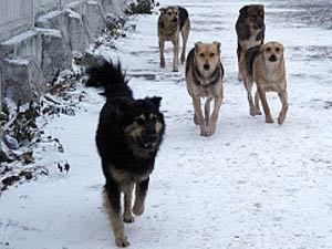 С укусами бродячих  собак луганчане обращаются в травмпункты города ежедневно.  Фото: nnm.ru